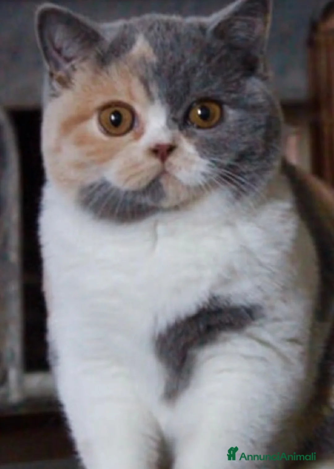 Immagine della galleria {{count}}