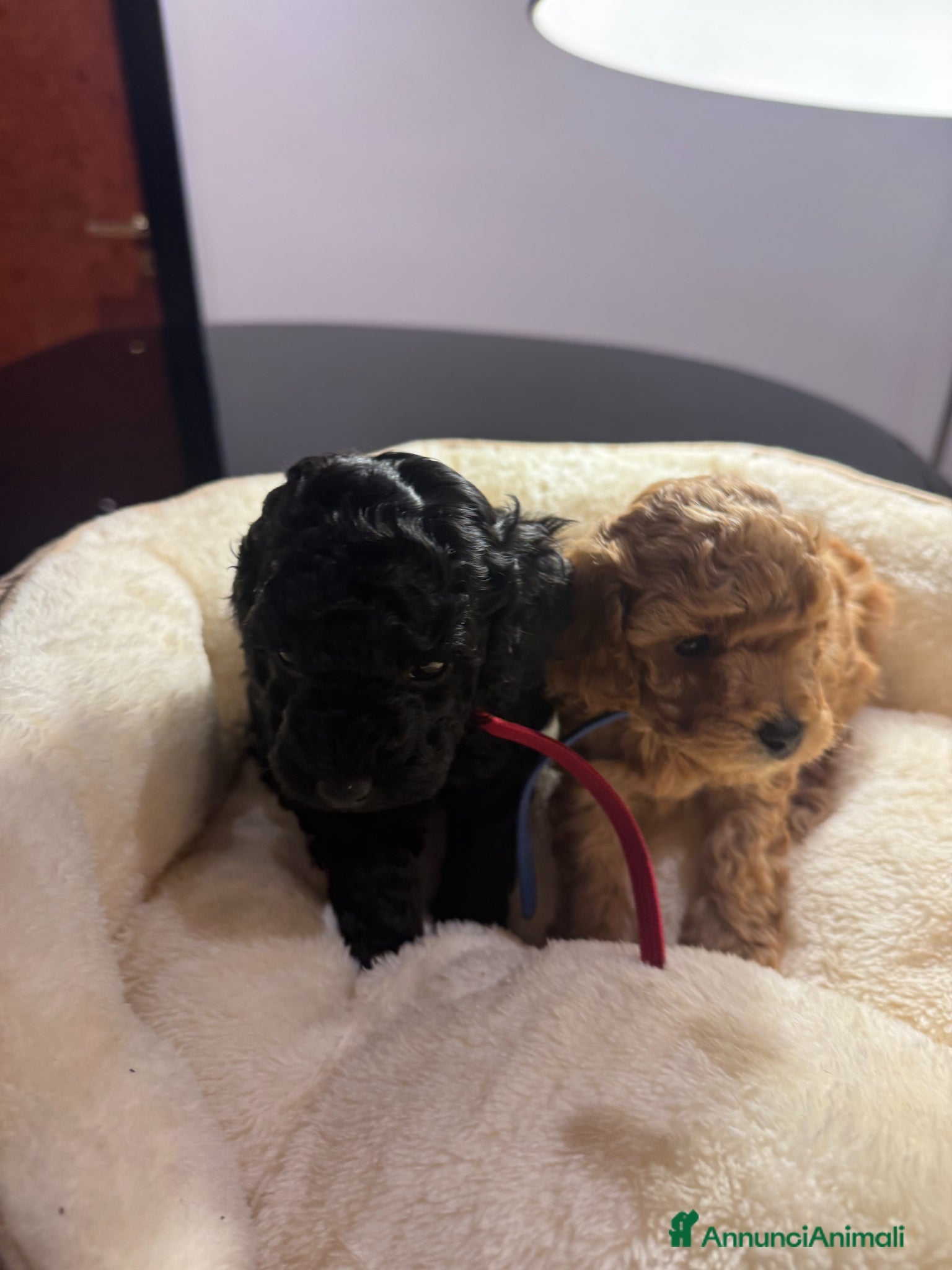 Barboncino cani Vendita cuccioli di Barboncino - Annuncio 4