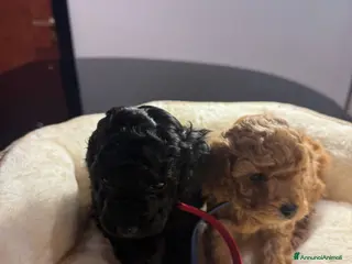 Barboncino cani Vendita cuccioli di Barboncino - Annuncio 4