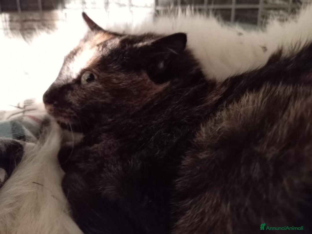 Europeo gatti in regalo: gatta 3 mesi cerca casa❤️ - Annuncio 4