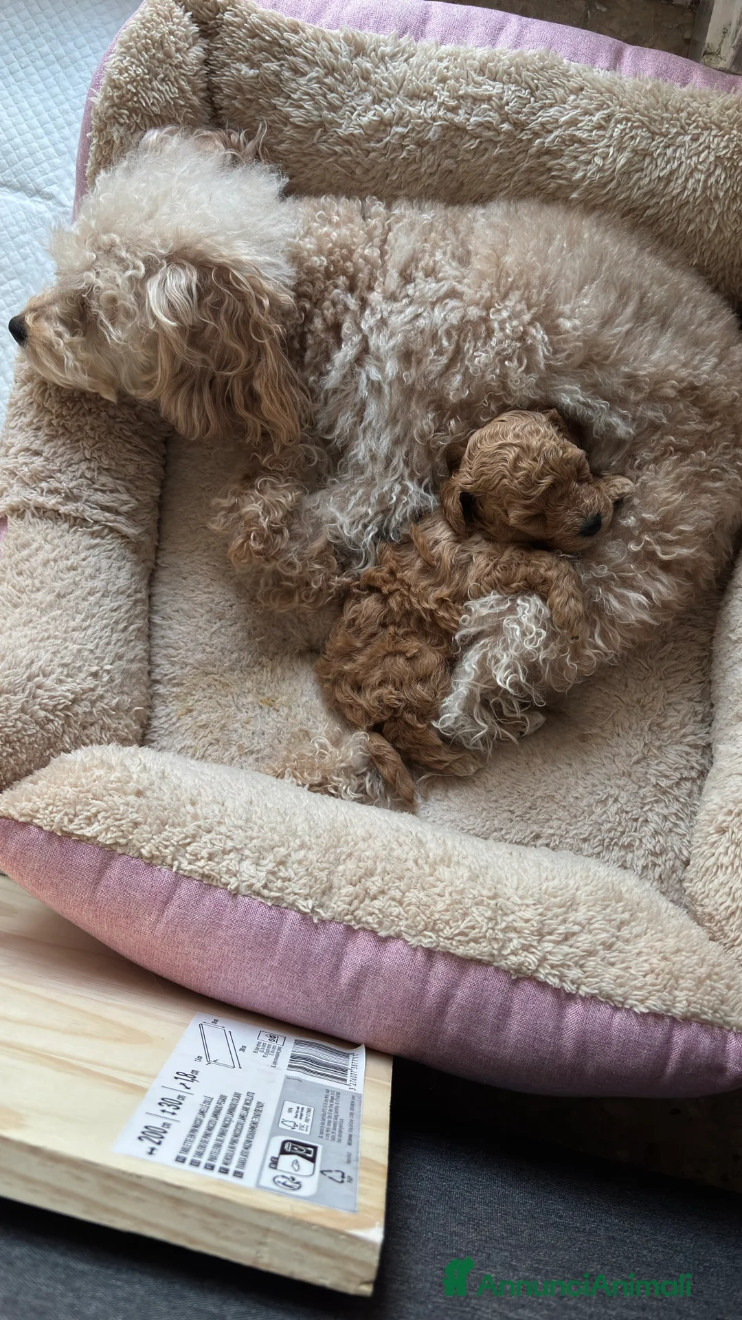 Barboncino Toy cani in vendita: 3280166815 a Provincia di Brindisi - Annuncio 2