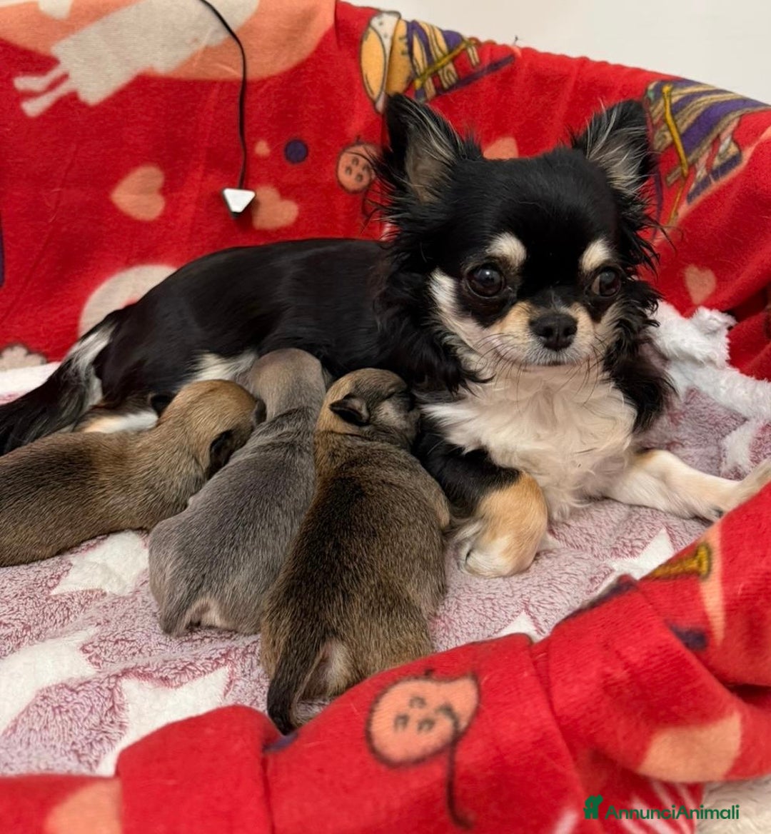 Chihuahua cani in vendita: Chihuahua cucciolo  - Annuncio 6