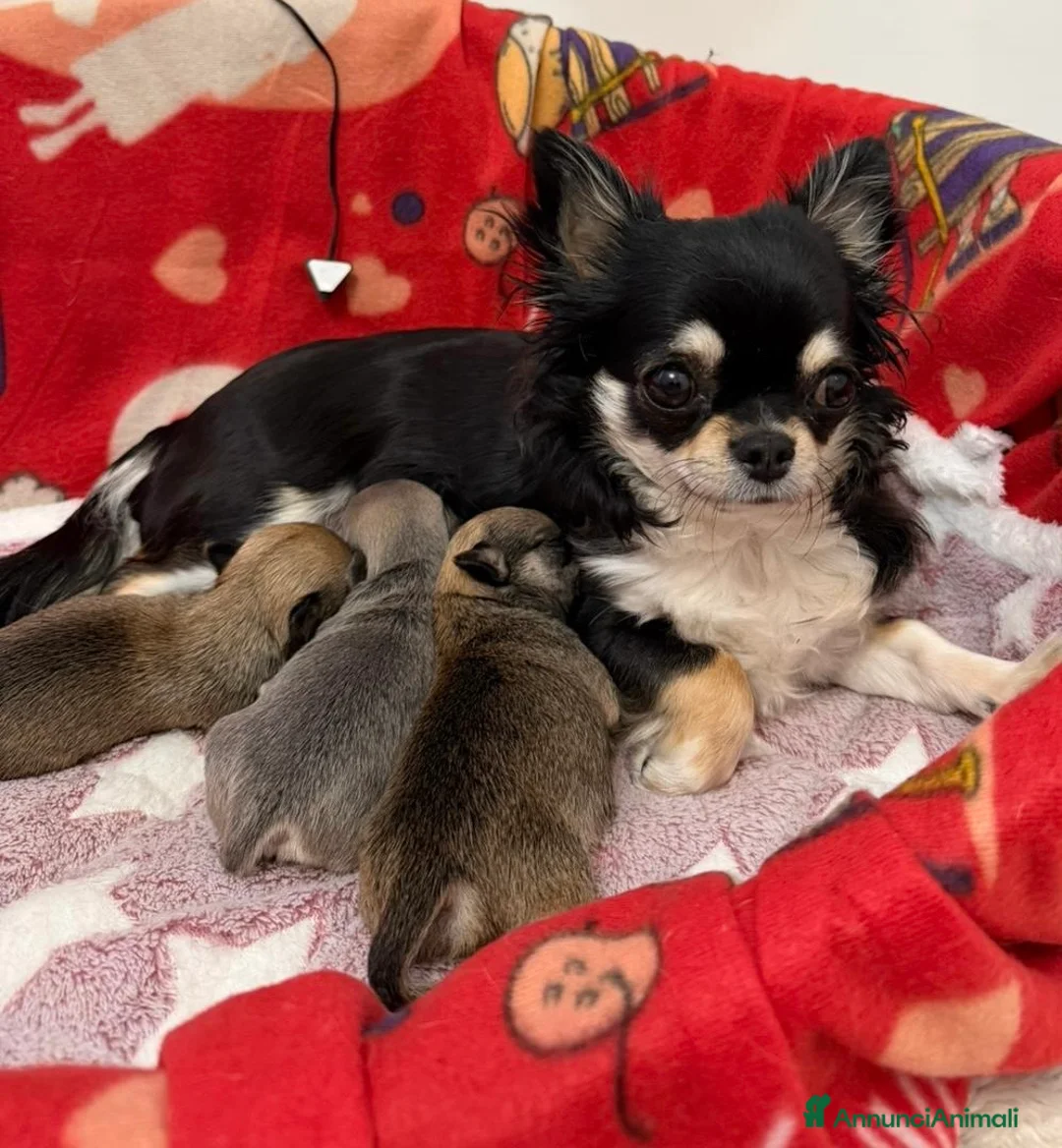 Chihuahua cani in vendita: Chihuahua cucciolo  - Annuncio 6