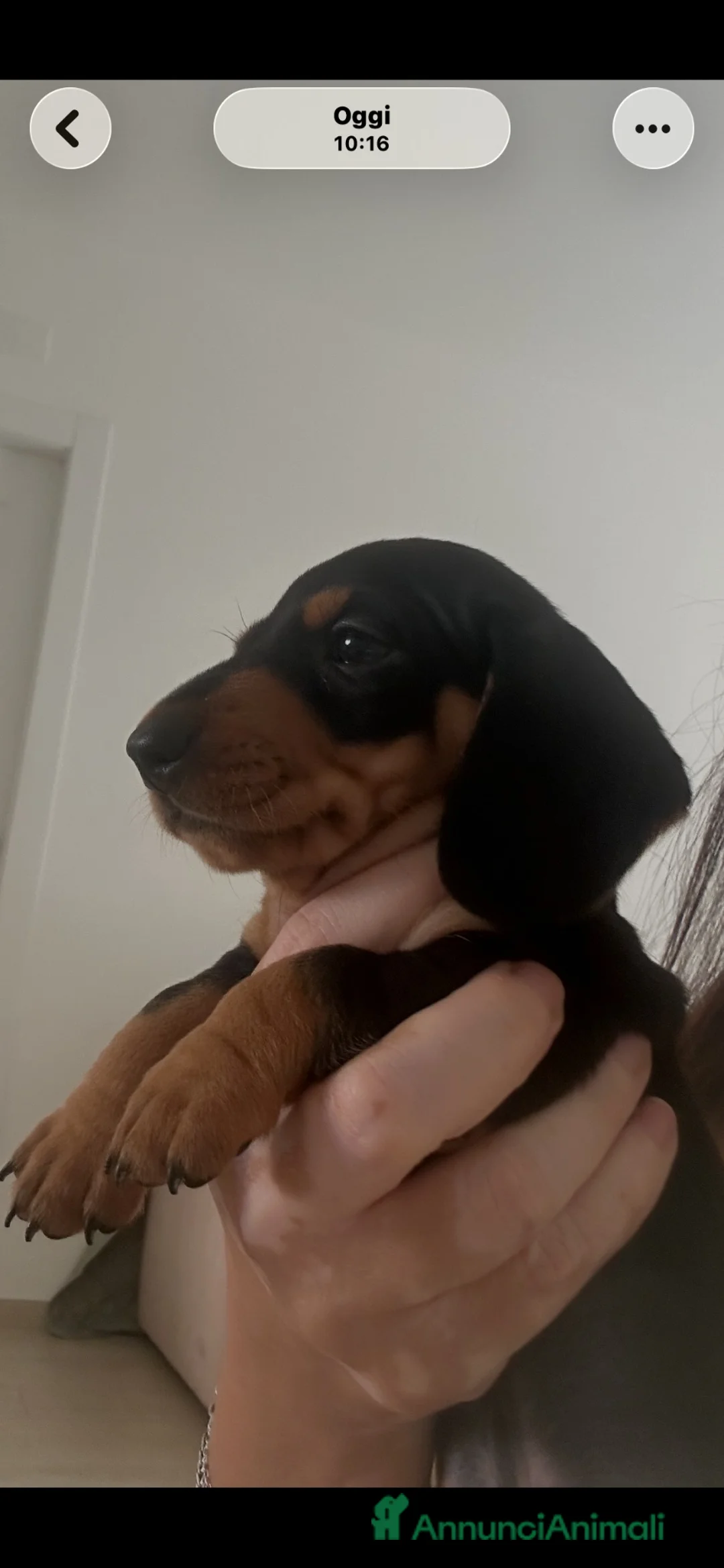 Bassotto cani in vendita: cuccioli bassotto nano e Kaninchen - Annuncio 2