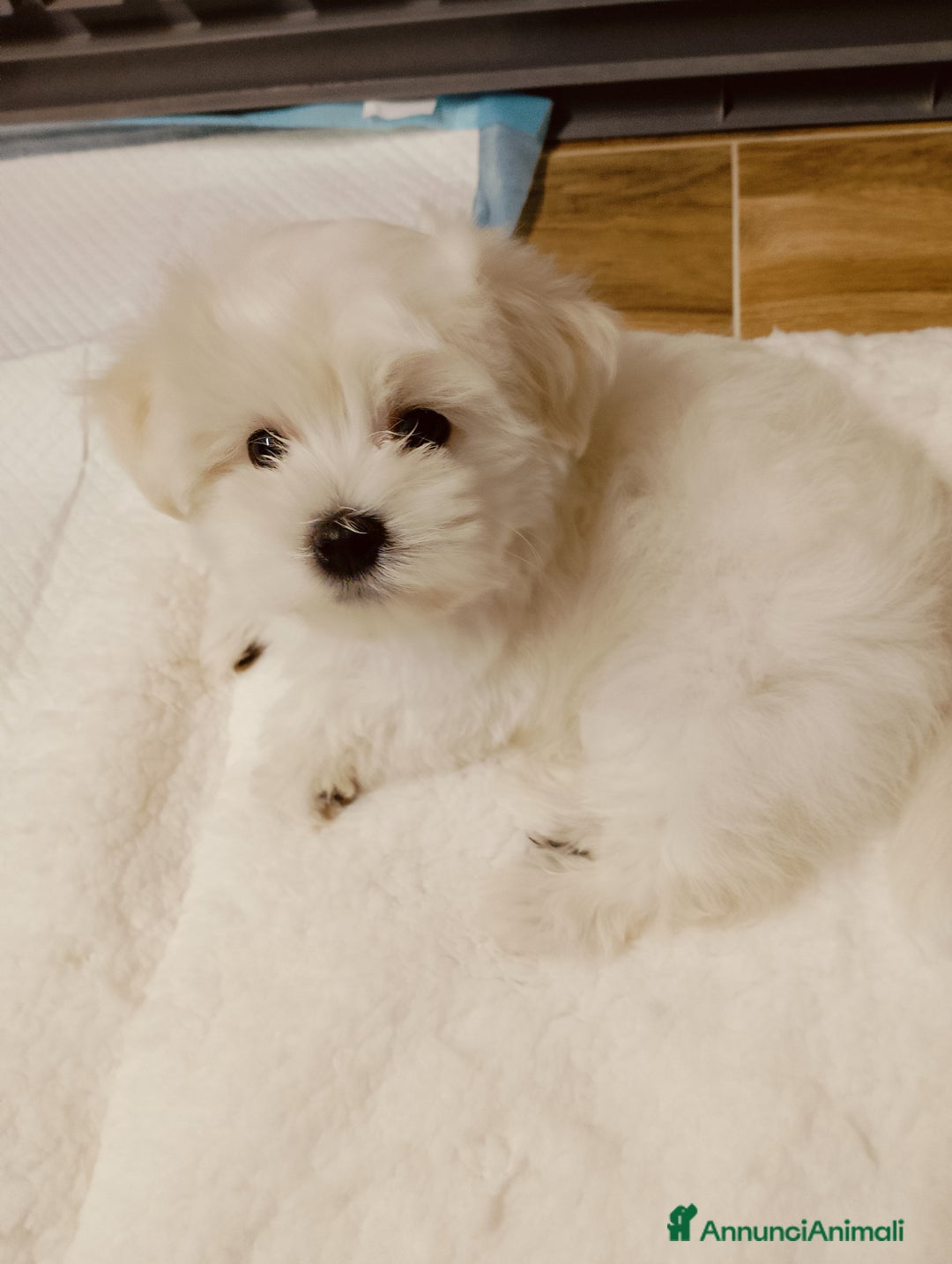 Maltese cani in vendita: Cucciolo maltese di appena 2 mesi sverminato  - Annuncio 5
