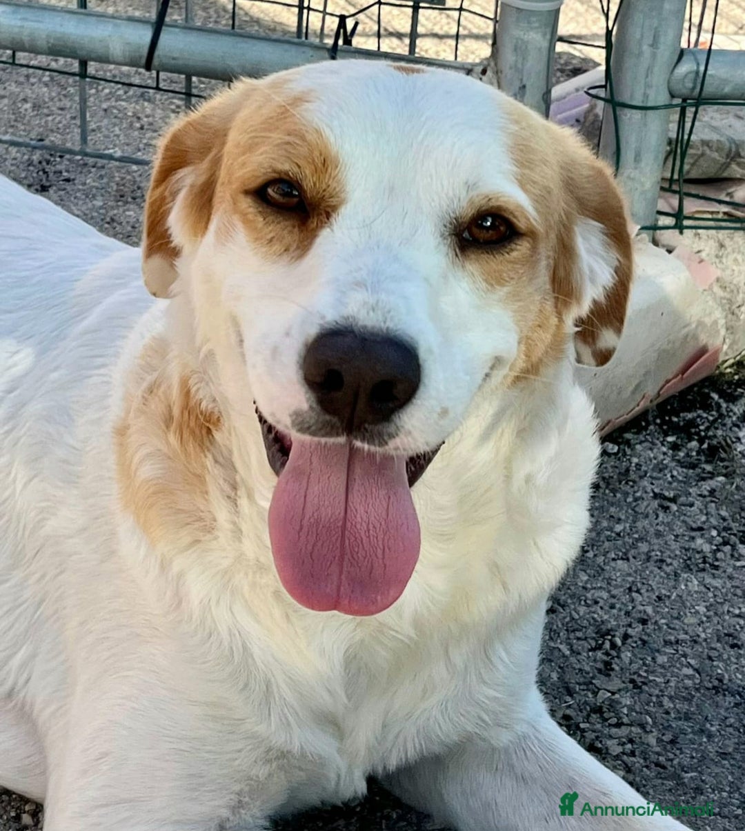 Meticcio cani in regalo: Thelma 3 anni Taglia media contenuta  - Annuncio 5