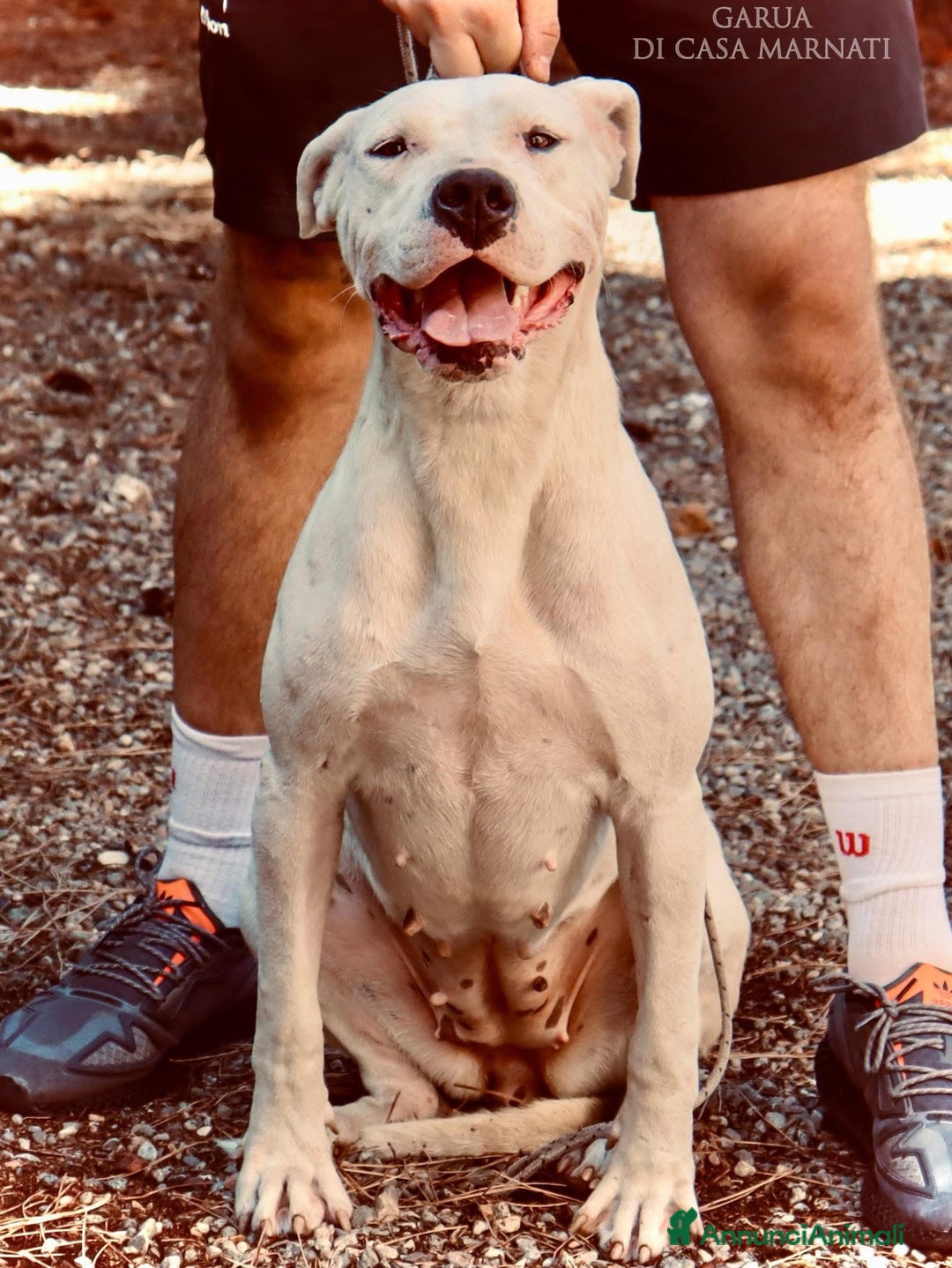 Dogo Argentino cani in vendita: CUCCIOLI DOGO ARGENTINO  - Annuncio 2