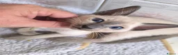 Thai gatti in vendita: Old Style Siamese, Thai con Pedigree e microchip - Annuncio 4