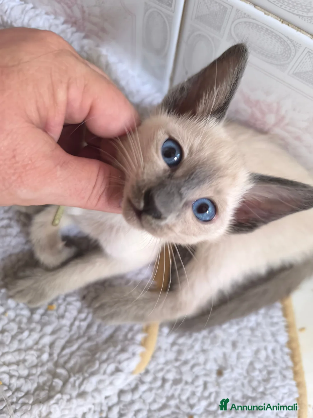 Thai gatti in vendita: Old Style Siamese, Thai con Pedigree e microchip - Annuncio 4