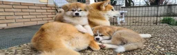 Akita Inu cani in vendita: CUCCIOLI DI AKITA INU COMO-MONZA E BRIANZA - Annuncio 10