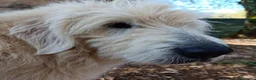 Altre razze cani in regalo: REBECCA dolcissima past. Vandeano a Provincia di Alessandria - Annuncio 5