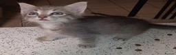 Altre razze gatti in vendita: Gattino (Padre Certosino) - Annuncio 6
