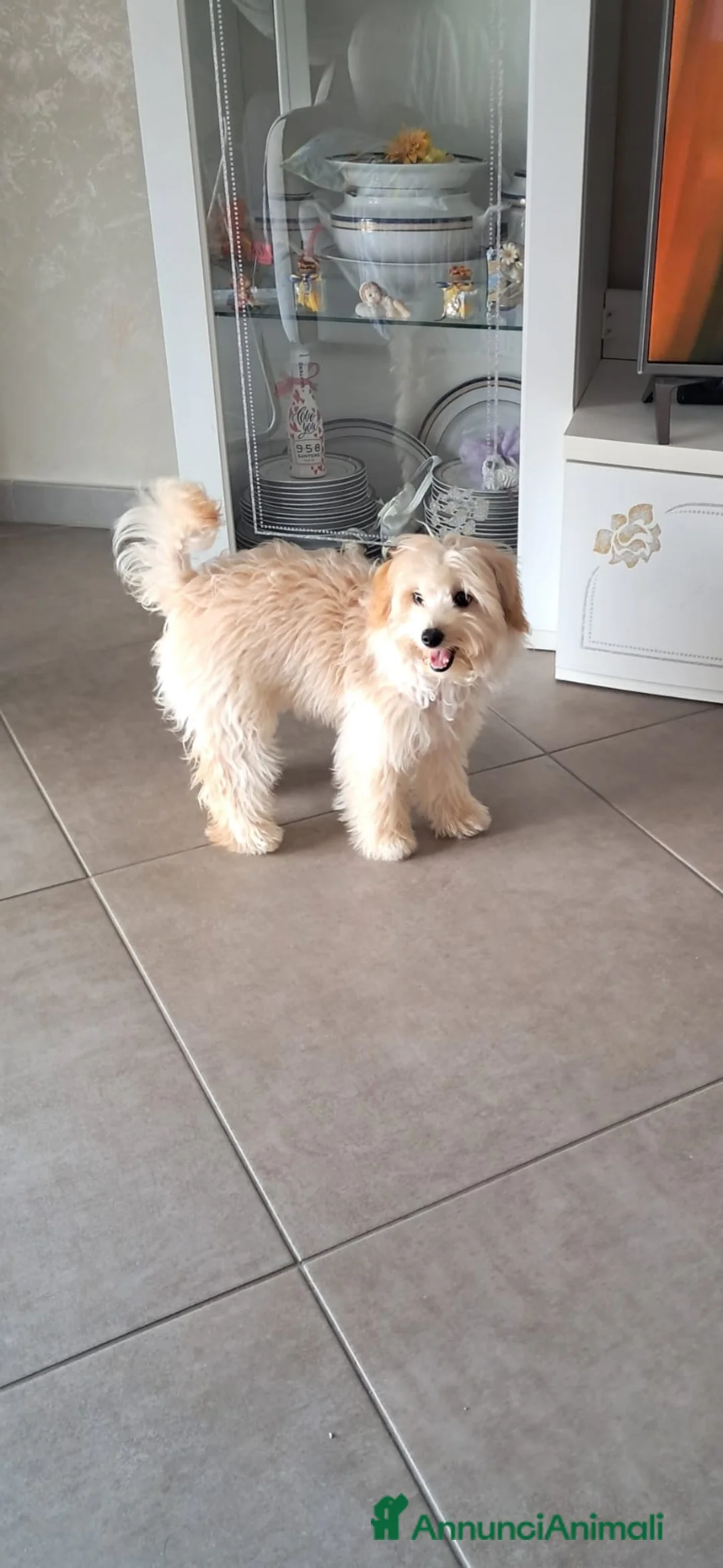 Maltipoo cani in vendita: Maltipoo  a Provincia di Barletta-Andria-Trani - Annuncio 5