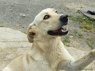 Meticcio cani DIEGO, 2 anni, simil labrador, dolcissimo - Annuncio 4