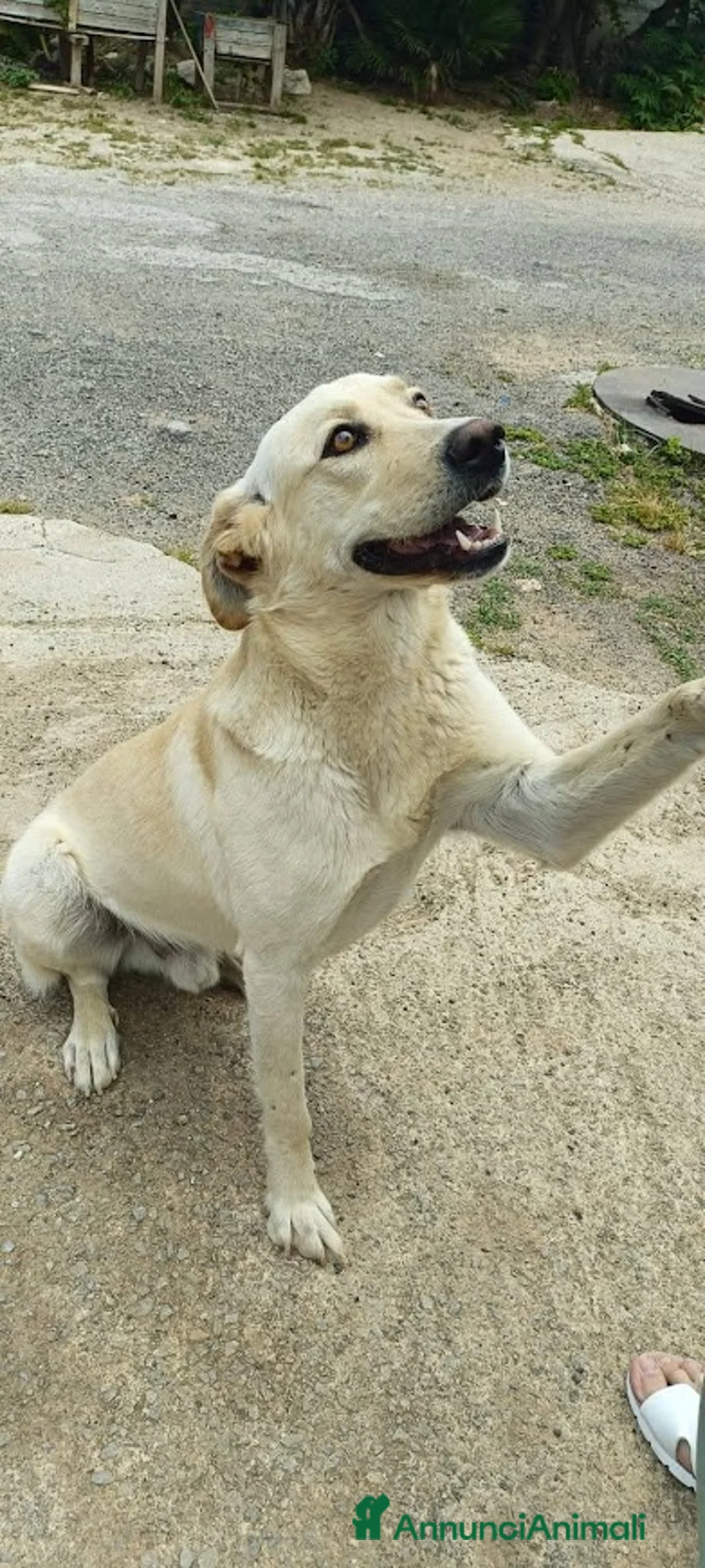 Meticcio cani in regalo: DIEGO, 2 anni, simil labrador, dolcissimo - Annuncio 3