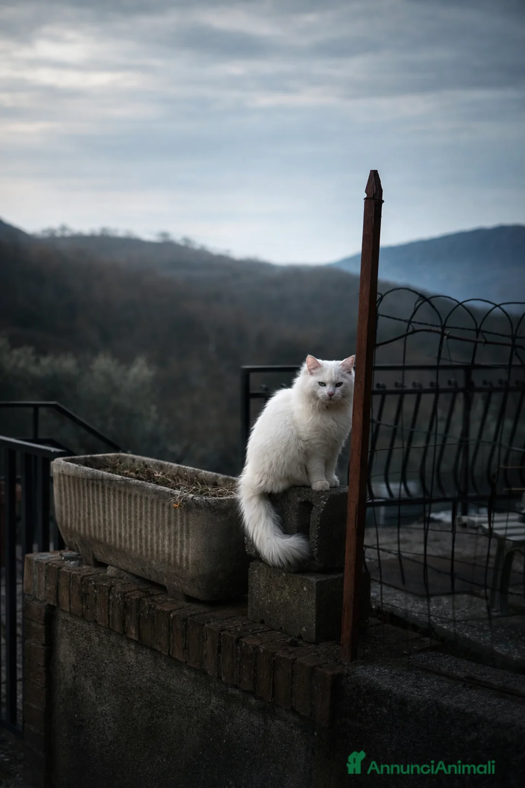 Angora turco gatti per accoppiamento: Angora Turco - Annuncio 1