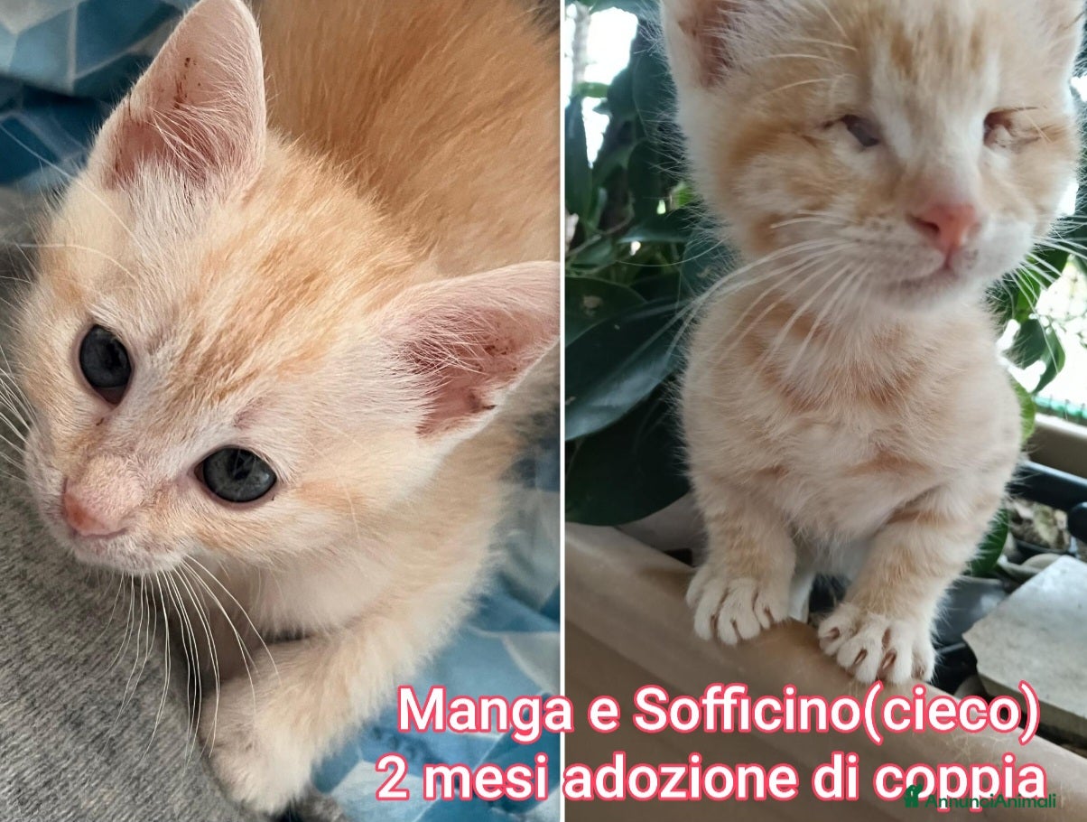 Altre razze gatti MICINI: URGENTE! TEMPO SCADUTO  - Annuncio 11