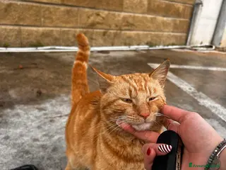 Europeo gatti Spritz cerca casa (Fiv positivo) - Annuncio 1