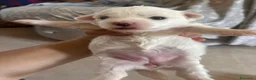 Maltese cani in vendita: Vendo maltesi - Annuncio 6