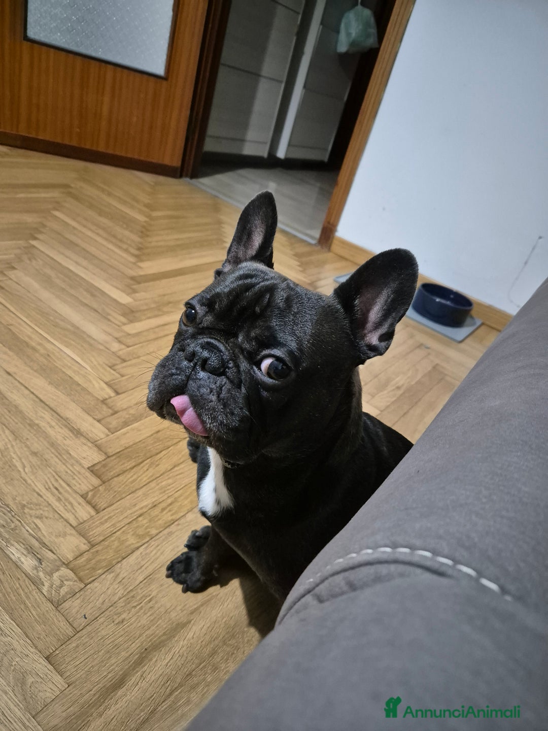 Bulldog Francese cani per accoppiamento: Bulldog francese maschio per accoppiamento - Annuncio 2