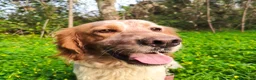 Setter Inglese cani in regalo: Bijou cerca casa 🏡 - Annuncio 15