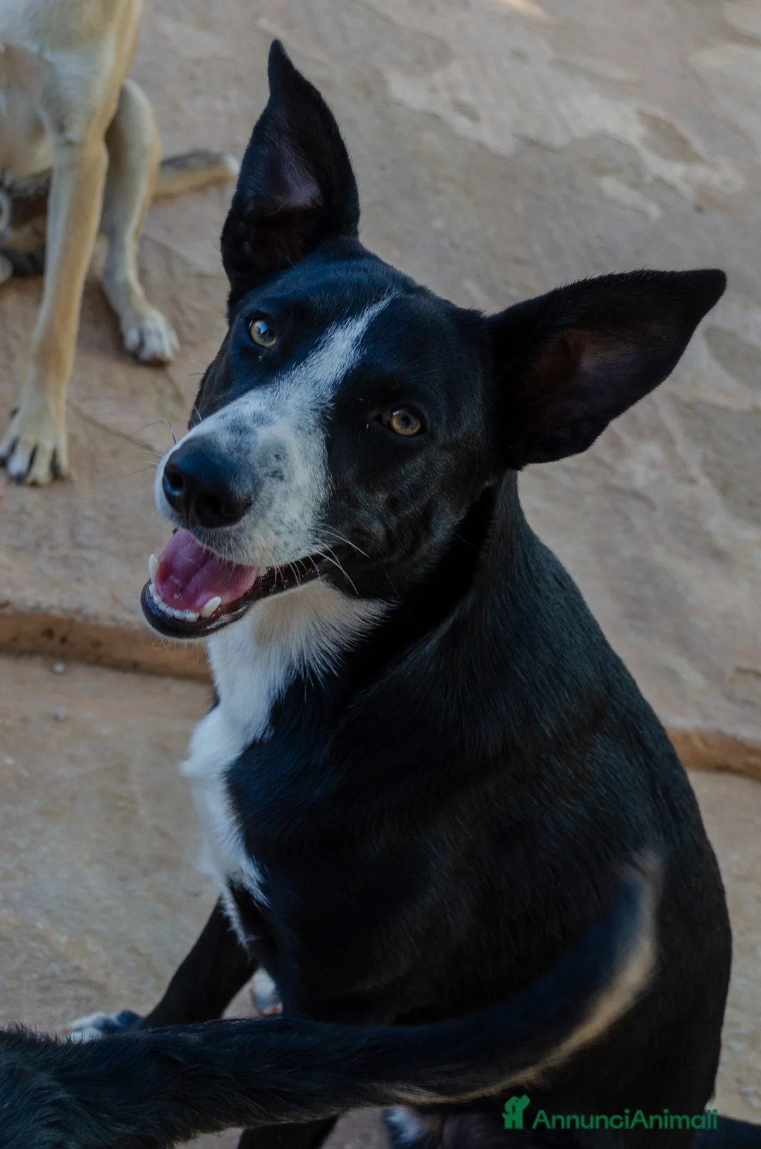 Meticcio cani in regalo: Luffy - 1 anno - Annuncio 2