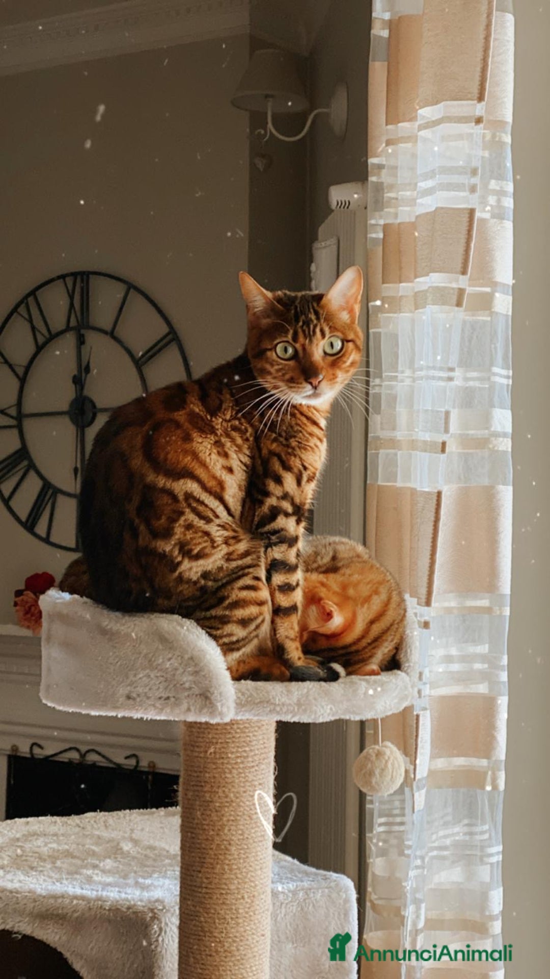 Bengala gatti in vendita: Cuccioli Bengala spotted ben 24 prenotazione  a Città Metropolitana di Bari - Immagine 7