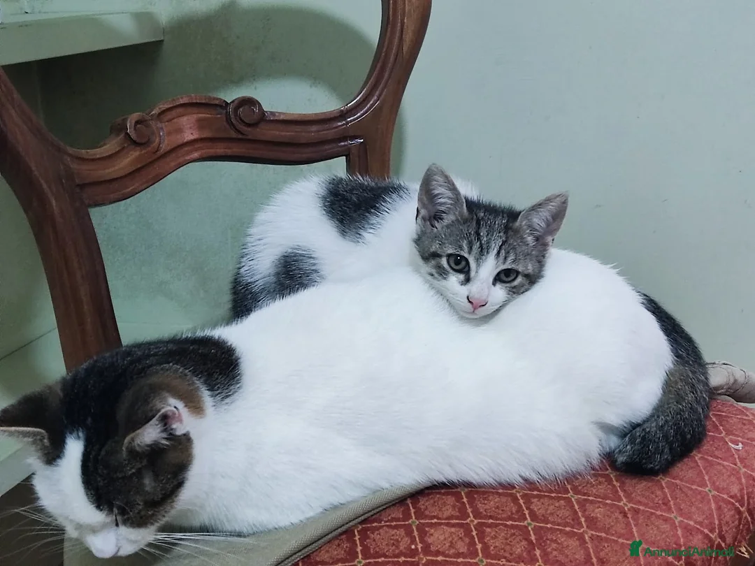 Meticcio gatti in regalo: MICETTA CERCA CASA - Annuncio 3