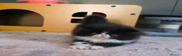 Persiano gatti in vendita: Gatti persiani  - Annuncio 5