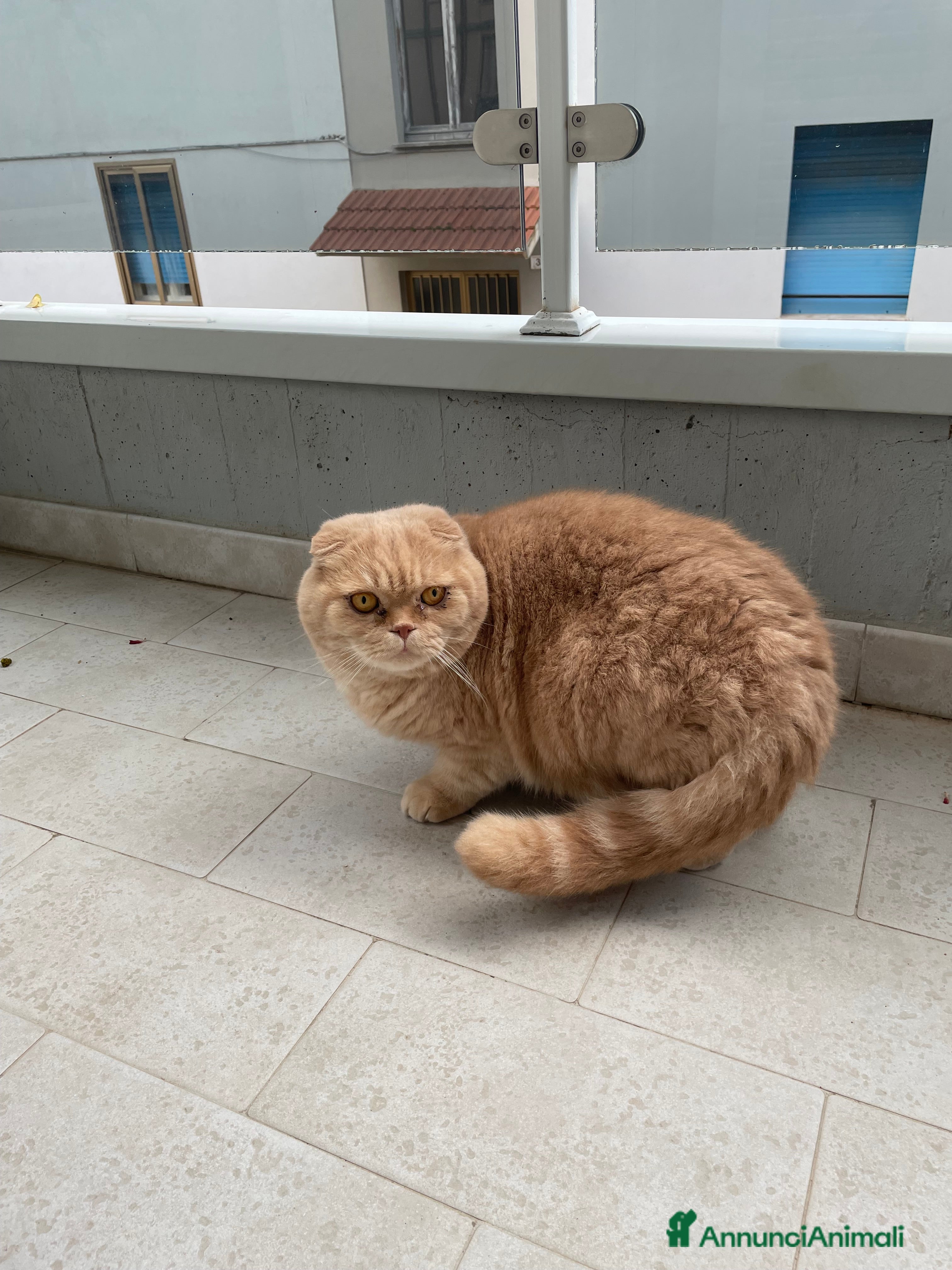 Scottish gatti Gatti scottish - Annuncio 1