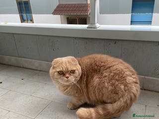 Scottish gatti Gatti scottish - Annuncio 1