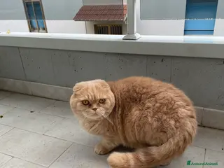 Scottish gatti Gatti scottish - Annuncio 25