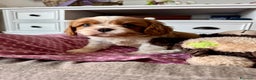 Cavalier King cani in vendita: Allevamento ENCI cuccioli cavalier king  - Annuncio 2