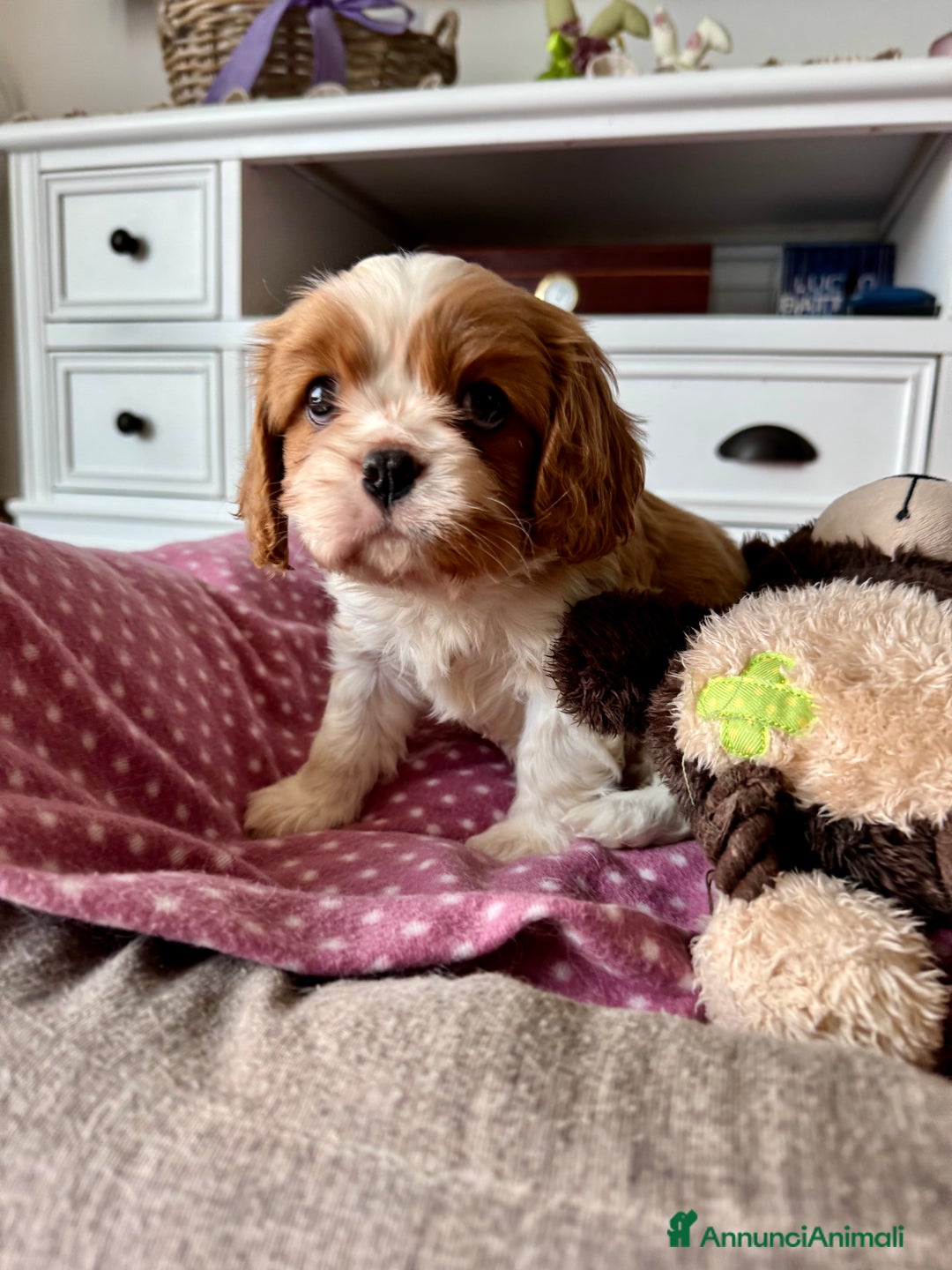 Cavalier King cani in vendita: Allevamento ENCI cuccioli cavalier king  - Annuncio 2