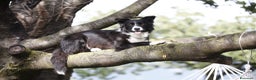 Border Collie cani in vendita: Eccoci arrivati - Annuncio 1
