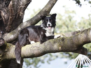 Border Collie cani Eccoci arrivati - Annuncio 25