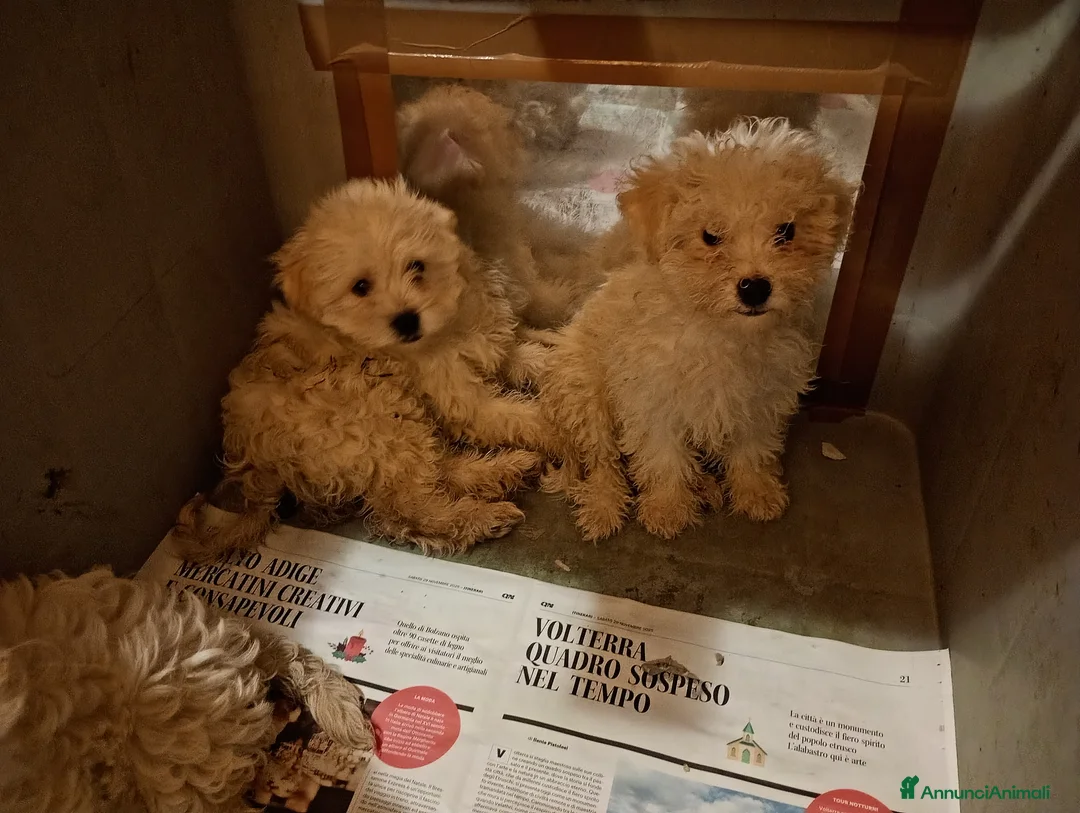 Maltipoo cani in vendita: Splendida cucciolata Maltipoo color crema - Annuncio 7