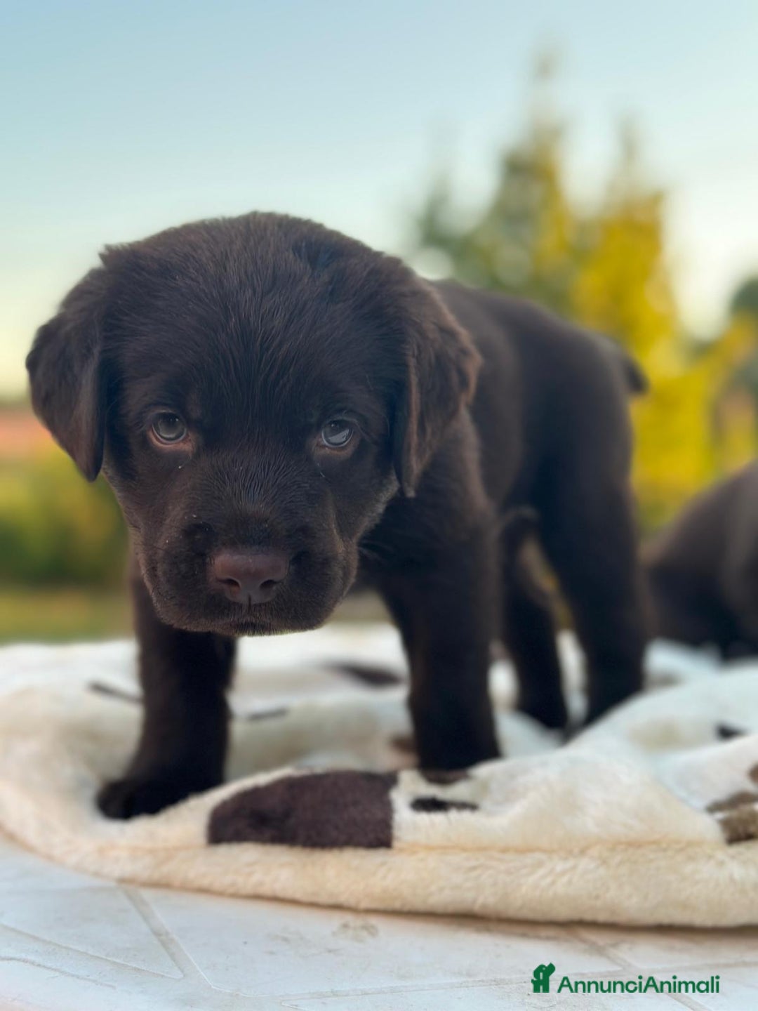 Labrador cani in vendita: Labrador choccolat cuccioli  a Provincia di Treviso - Immagine 7