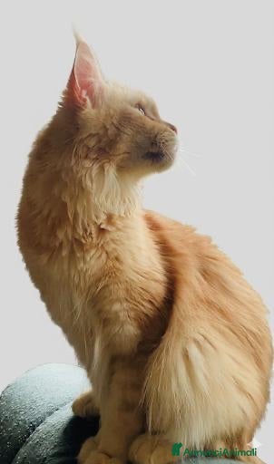 Maine Coon gatti Maine Coon - Annuncio 14