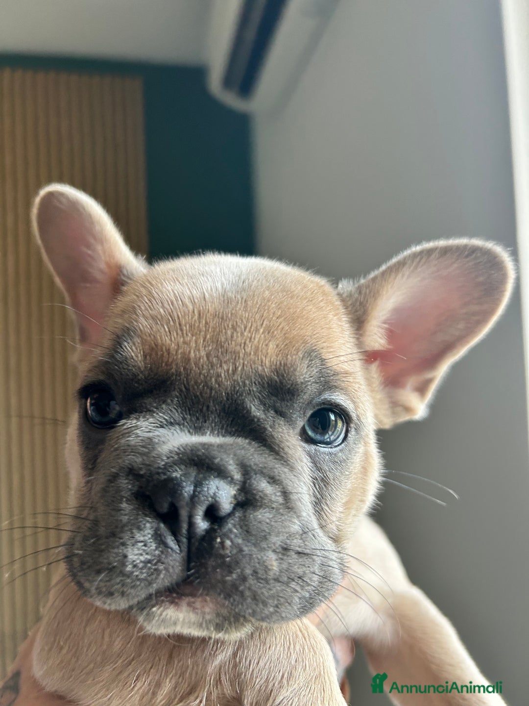 Bulldog Francese cani in vendita: Cuccioli di bulldog  - Annuncio 13