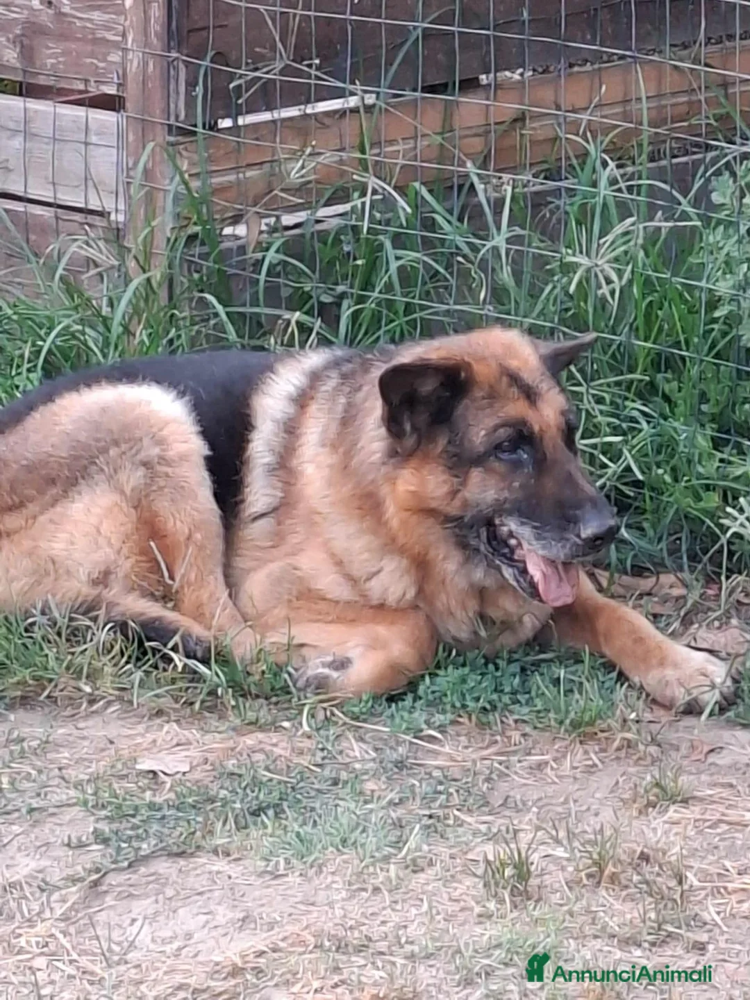 Meticcio cani in regalo: PASTORE TEDESCO DI 13 ANNI a Provincia di Siena - Annuncio 1