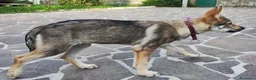 Lupo Cecoslovacco cani in vendita: Cucciola Cane Lupo Cecoslovacco a Provincia di Vicenza - Annuncio 3