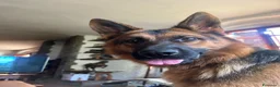 Pastore Tedesco cani in vendita: CUCCIOLI DI PASTORE TEDESCO - Annuncio 4