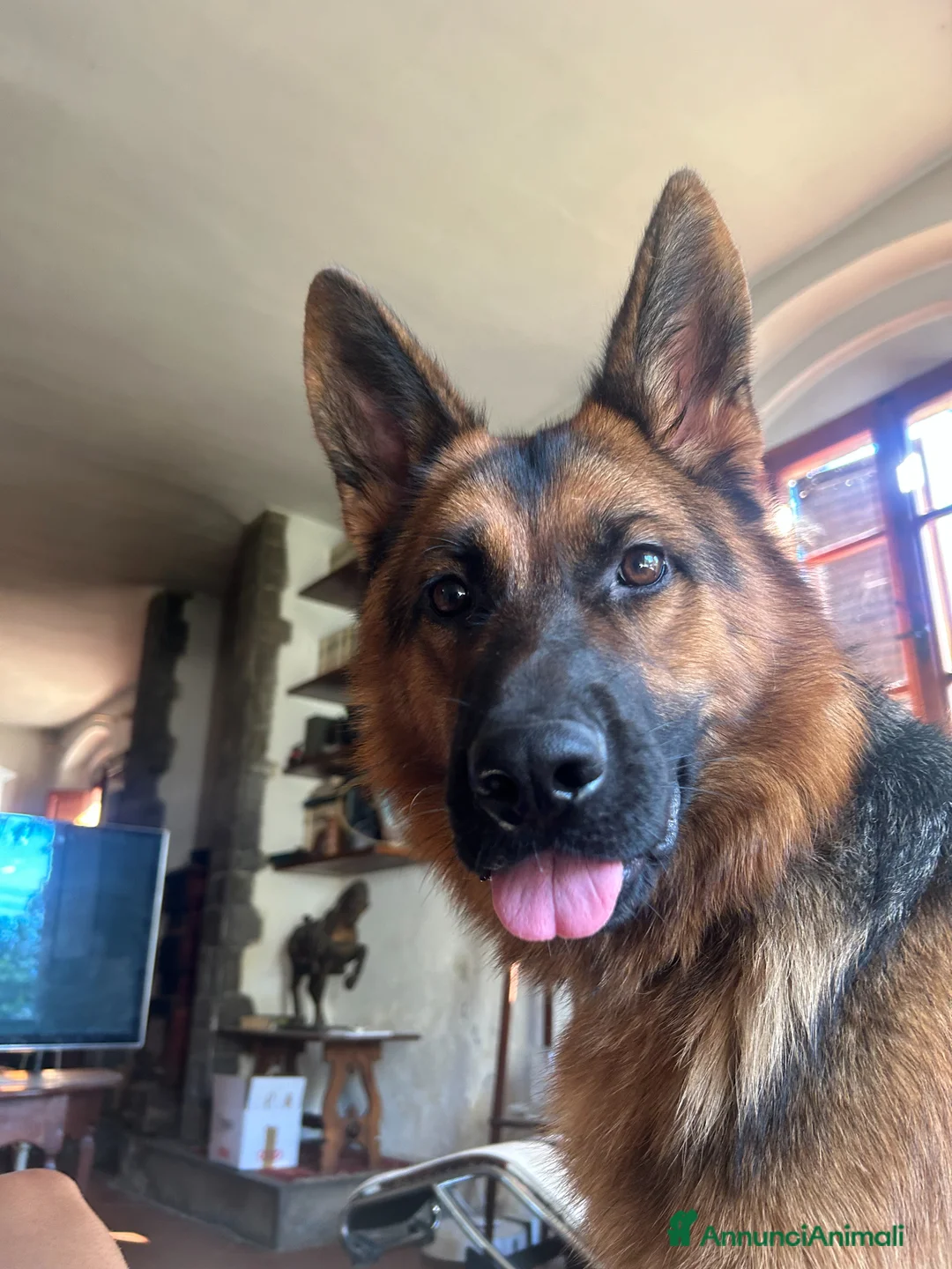Pastore Tedesco cani in vendita: CUCCIOLI DI PASTORE TEDESCO - Annuncio 4
