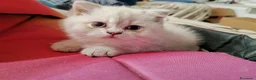 British gatti in vendita: British shorthair cuccioli - Annuncio 6