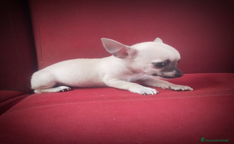Chihuahua cani a Città Metropolitana di Cagliari - Annuncio 1