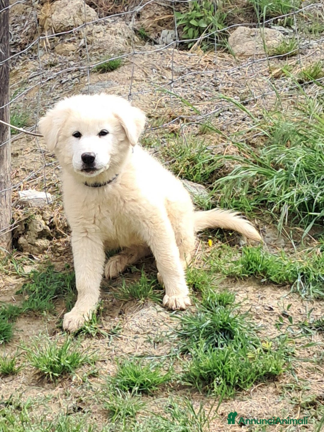 Pastore Maremmano cani in vendita: cuccioli e cuccioloni di pastore Maremmano Abruz. - Annuncio 17