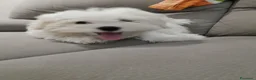 Maltese cani in vendita: Maltese  - Annuncio 2