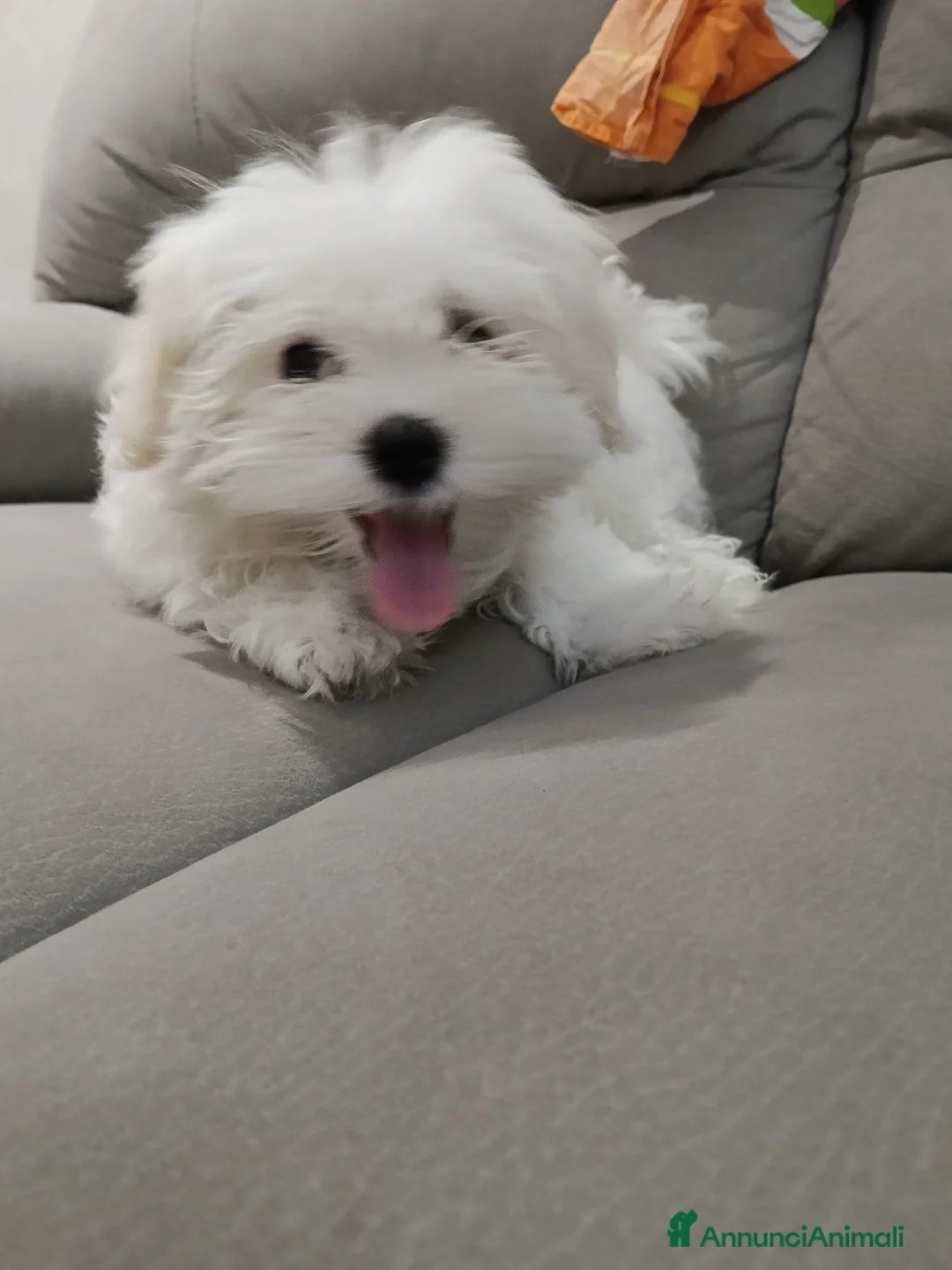 Maltese cani in vendita: Maltese  - Annuncio 2
