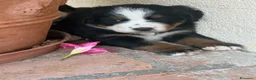 Bovaro del Bernese cani in vendita: Cucciole di Bovaro del Bernese - Annuncio 11
